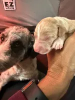 Quill, Guardians of the Galaxy, a male Aussiedoodle and Poodle - Standard  for sale in Rancho Cucamonga, CA – 2 of 10