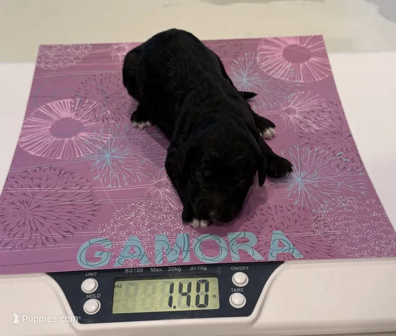 Gamora – Aussiedoodle, Poodle - Standard  puppy for sale in Rancho Cucamonga, CA