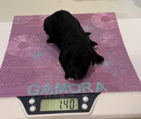 Gamora, a female Aussiedoodle and Poodle - Standard  for sale in Rancho Cucamonga, CA – 7 of 10