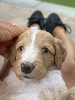Quill, Guardians of the Galaxy, a male Aussiedoodle and Poodle - Standard  for sale in Rancho Cucamonga, CA – 4 of 10