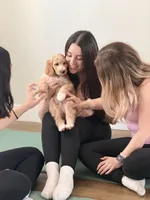 Quill, Guardians of the Galaxy, a male Aussiedoodle and Poodle - Standard  for sale in Rancho Cucamonga, CA – 2 of 7
