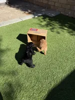 Gamora, a female Aussiedoodle and Poodle - Standard  for sale in Rancho Cucamonga, CA – 7 of 10