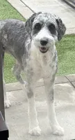 Rocket, Guardians of the Galaxy, a male Aussiedoodle and Poodle - Standard  for sale in Rancho Cucamonga, CA – 4 of 9