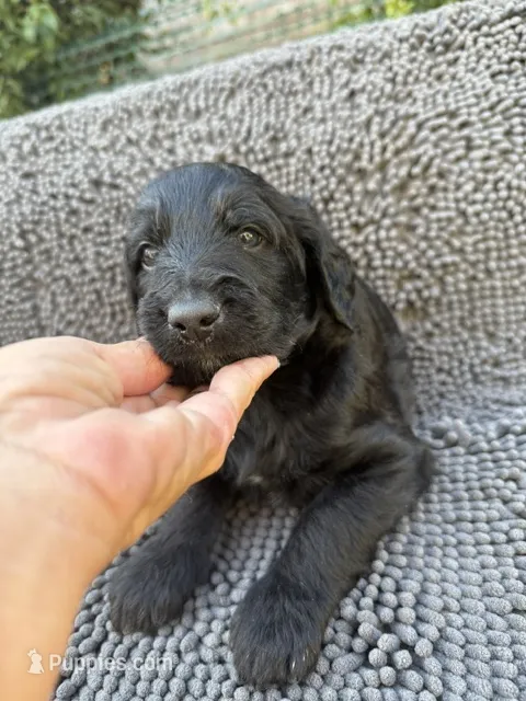 Rocket, Guardians of the Galaxy – Aussiedoodle, Poodle - Standard  puppy for sale in Rancho Cucamonga, CA