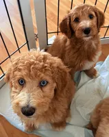 Cosmo, Guardians of the Galaxy, a female Aussiedoodle for sale in Rancho Cucamonga, CA – 2 of 9