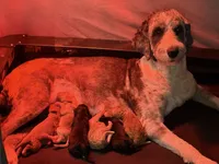 Cosmo, Guardians of the Galaxy, a female Aussiedoodle for sale in Rancho Cucamonga, CA – 4 of 9