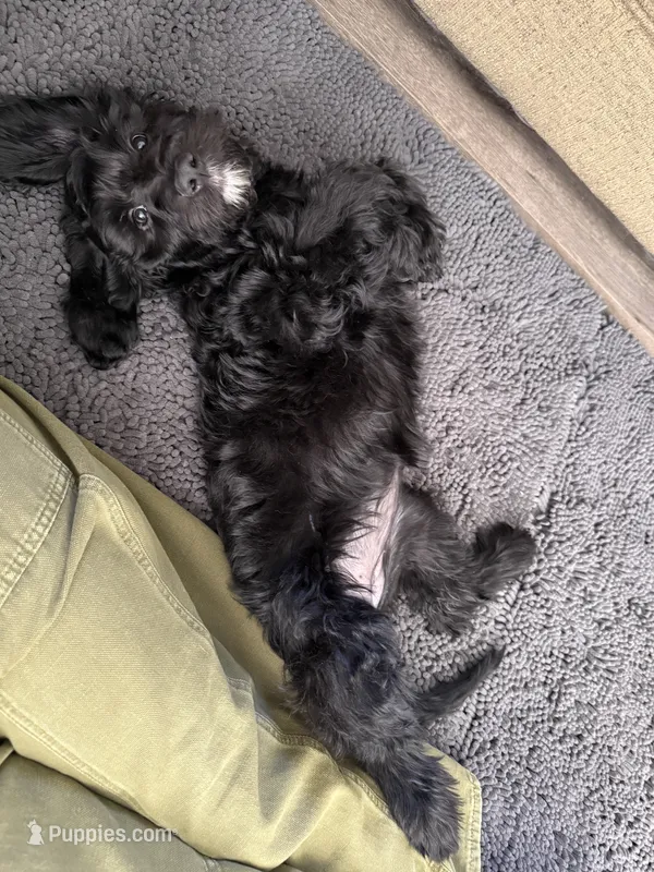 Nebula – Aussiedoodle, Poodle - Standard  puppy for sale in Rancho Cucamonga, CA