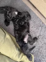 Nebula, a female Aussiedoodle and Poodle - Standard  for sale in Rancho Cucamonga, CA – 1 of 10