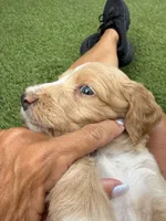 Quill, Guardians of the Galaxy, a male Aussiedoodle and Poodle - Standard  for sale in Rancho Cucamonga, CA – 3 of 10