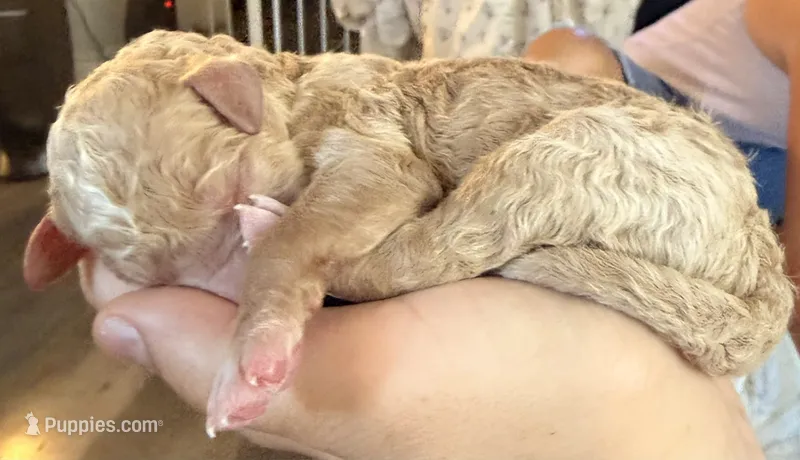 Groot, Guardians of the Galaxy – Aussiedoodle, Poodle - Standard  puppy for sale in Rancho Cucamonga, CA