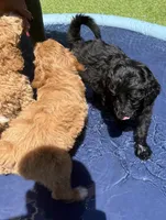 Gamora, a female Aussiedoodle and Poodle - Standard  for sale in Rancho Cucamonga, CA – 8 of 10