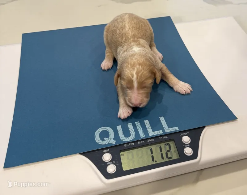 Quill, Guardians of the Galaxy – Aussiedoodle, Poodle - Standard  puppy for sale in Rancho Cucamonga, CA