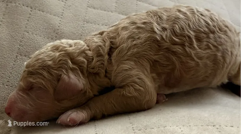 Drax, Guardians of the Galaxy – Aussiedoodle, Poodle - Standard  puppy for sale in Rancho Cucamonga, CA