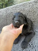 Rocket, Guardians of the Galaxy, a male Aussiedoodle and Poodle - Standard  for sale in Rancho Cucamonga, CA – 3 of 10