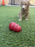 Drax, Guardians of the Galaxy, a male Aussiedoodle and Poodle - Standard  for sale in Rancho Cucamonga, CA – 5 of 10