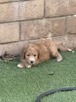 Drax, Guardians of the Galaxy, a male Aussiedoodle and Poodle - Standard  for sale in Rancho Cucamonga, CA – 3 of 10