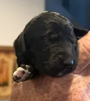 Gamora, a female Aussiedoodle and Poodle - Standard  for sale in Rancho Cucamonga, CA – 6 of 10