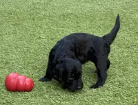 Nebula, a female Aussiedoodle and Poodle - Standard  for sale in Rancho Cucamonga, CA – 5 of 9