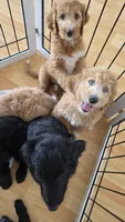 Groot, Guardians of the Galaxy, a male Aussiedoodle and Poodle - Standard  for sale in Rancho Cucamonga, CA – 3 of 10