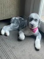 Gamora, a female Aussiedoodle and Poodle - Standard  for sale in Rancho Cucamonga, CA – 9 of 10