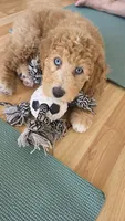 Groot, Guardians of the Galaxy, a male Aussiedoodle and Poodle - Standard  for sale in Rancho Cucamonga, CA – 2 of 10