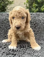Groot, Guardians of the Galaxy, a male Aussiedoodle and Poodle - Standard  for sale in Rancho Cucamonga, CA – 2 of 10