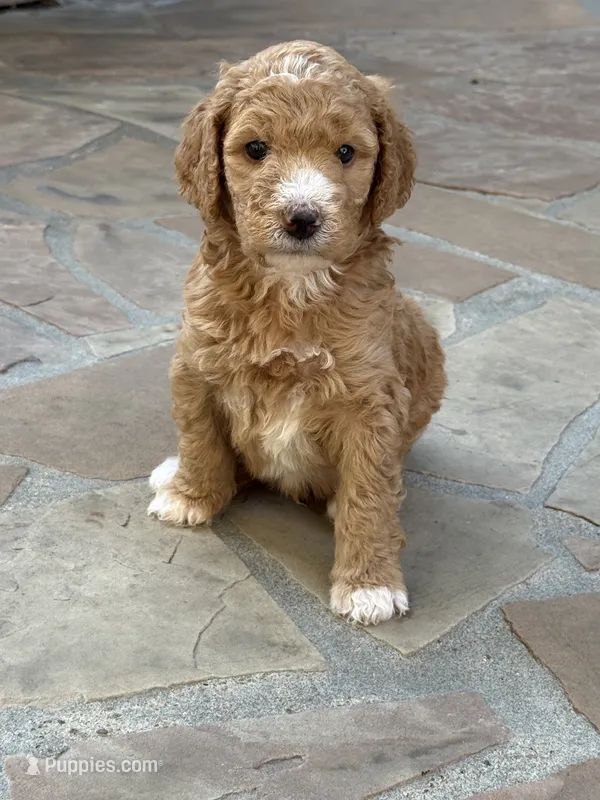 Drax, Guardians of the Galaxy – Aussiedoodle, Poodle - Standard  puppy for sale in Rancho Cucamonga, CA