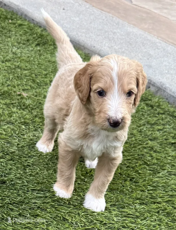 Quill, Guardians of the Galaxy – Aussiedoodle, Poodle - Standard  puppy for sale in Rancho Cucamonga, CA