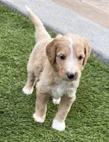 Quill, Guardians of the Galaxy, a male Aussiedoodle and Poodle - Standard  for sale in Rancho Cucamonga, CA – 1 of 10