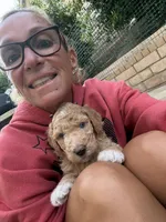 Groot, Guardians of the Galaxy, a male Aussiedoodle and Poodle - Standard  for sale in Rancho Cucamonga, CA – 4 of 10