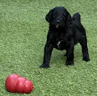 Nebula, a female Aussiedoodle and Poodle - Standard  for sale in Rancho Cucamonga, CA – 2 of 9