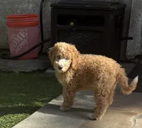 Groot, Guardians of the Galaxy, a male Aussiedoodle and Poodle - Standard  for sale in Rancho Cucamonga, CA – 4 of 10