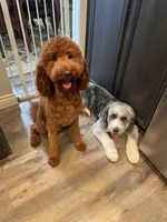 Rocket, Guardians of the Galaxy, a male Aussiedoodle and Poodle - Standard  for sale in Rancho Cucamonga, CA – 7 of 9