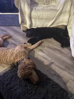 Gamora, a female Aussiedoodle and Poodle - Standard  for sale in Rancho Cucamonga, CA – 3 of 9