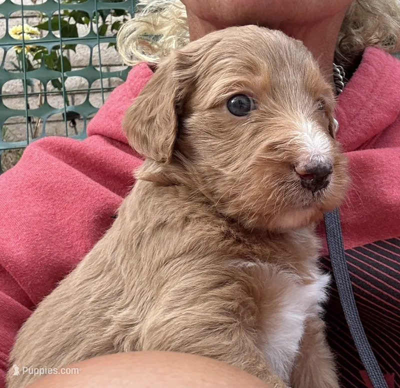 Cosmo, Guardians of the Galaxy – Aussiedoodle puppy for sale in Rancho Cucamonga, CA