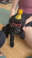 Gamora, a female Aussiedoodle and Poodle - Standard  for sale in Rancho Cucamonga, CA – 5 of 10