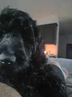 Nebula, a female Aussiedoodle and Poodle - Standard  for sale in Rancho Cucamonga, CA – 4 of 10