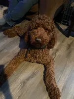 Quill, Guardians of the Galaxy, a male Aussiedoodle and Poodle - Standard  for sale in Rancho Cucamonga, CA – 7 of 10