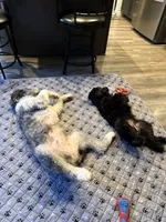 Gamora, a female Aussiedoodle and Poodle - Standard  for sale in Rancho Cucamonga, CA – 4 of 9