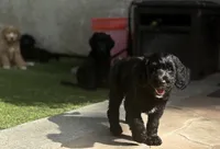 Nebula, a female Aussiedoodle and Poodle - Standard  for sale in Rancho Cucamonga, CA – 6 of 10