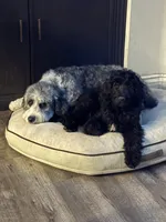 Gamora, a female Aussiedoodle and Poodle - Standard  for sale in Rancho Cucamonga, CA – 2 of 9