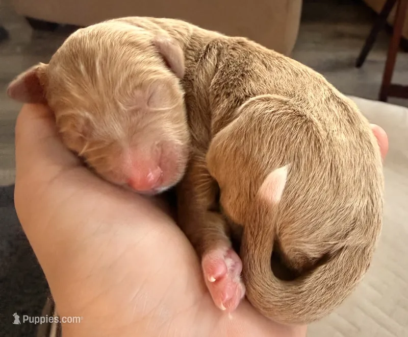 Cosmo, Guardians of the Galaxy – Aussiedoodle puppy for sale in Rancho Cucamonga, CA