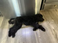 Gamora, a female Aussiedoodle and Poodle - Standard  for sale in Rancho Cucamonga, CA – 8 of 9