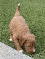 Cosmo, Guardians of the Galaxy, a female Aussiedoodle for sale in Rancho Cucamonga, CA – 4 of 10
