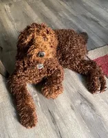 Groot, Guardians of the Galaxy, a male Aussiedoodle and Poodle - Standard  for sale in Rancho Cucamonga, CA – 7 of 10