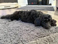 Nebula, a female Aussiedoodle and Poodle - Standard  for sale in Rancho Cucamonga, CA – 2 of 10