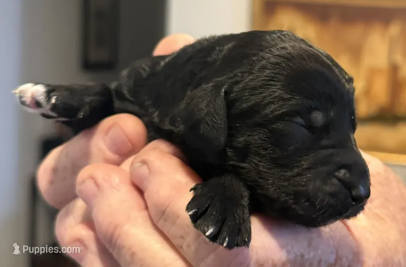 Gamora – Aussiedoodle, Poodle - Standard  puppy for sale in Rancho Cucamonga, CA