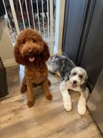Nebula, a female Aussiedoodle and Poodle - Standard  for sale in Rancho Cucamonga, CA – 6 of 9