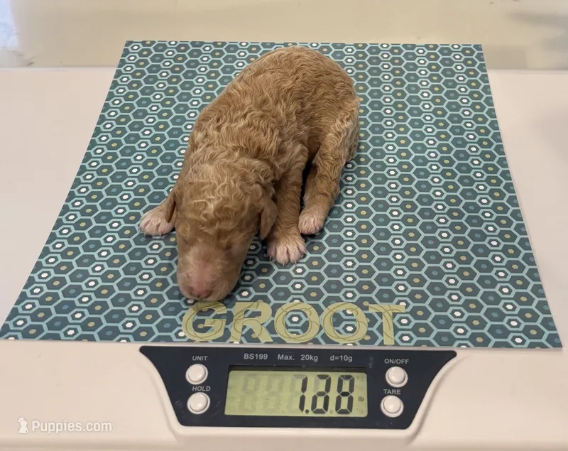 Groot, Guardians of the Galaxy – Aussiedoodle, Poodle - Standard  puppy for sale in Rancho Cucamonga, CA