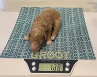 Groot, Guardians of the Galaxy, a male Aussiedoodle and Poodle - Standard  for sale in Rancho Cucamonga, CA – 5 of 10